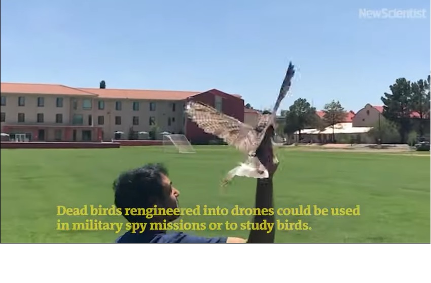 Convierten pájaros muertos en drones