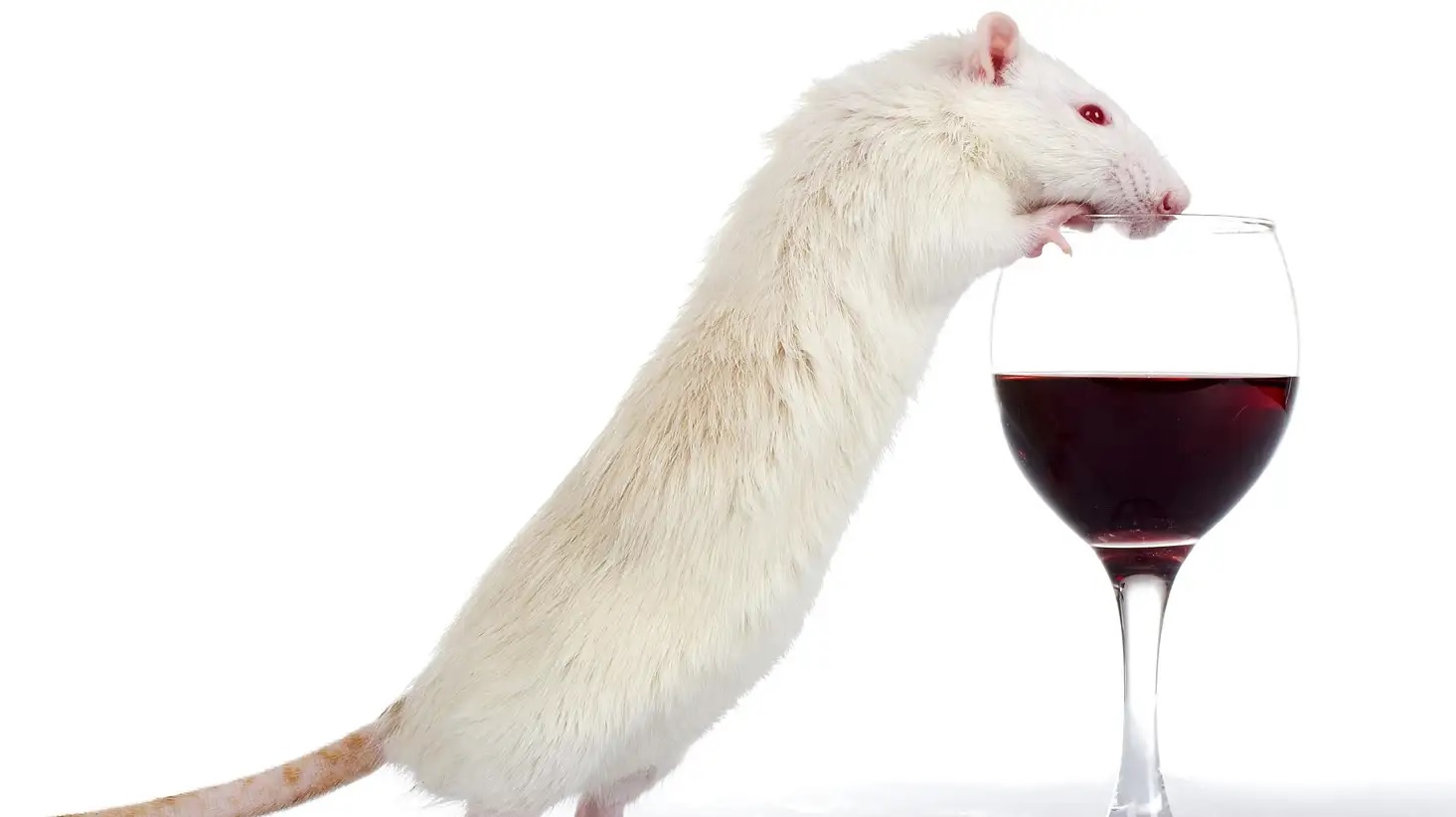 Logran que ratones borrachos queden sobrios rápidamente