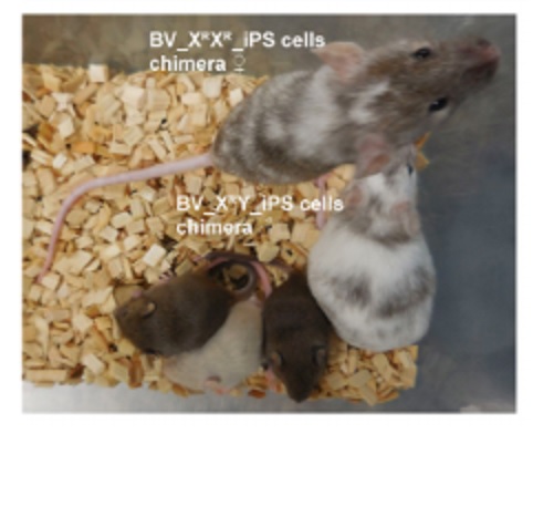 Gran avance en biotecnología: El nacimiento del primer ratón con dos padres, sin necesidad de hembras