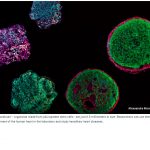 Nace el primer mini-corazón humano en laboratorio para investigar enfermedades cardiovasculares