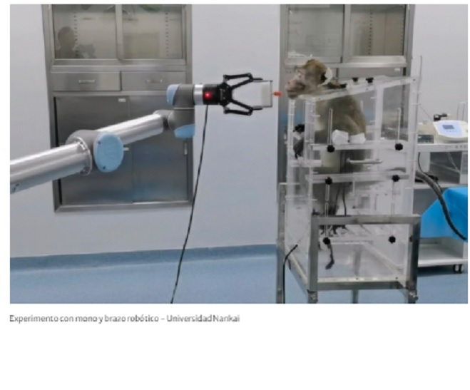 China logra que un mono controle un brazo robótico con su cerebro