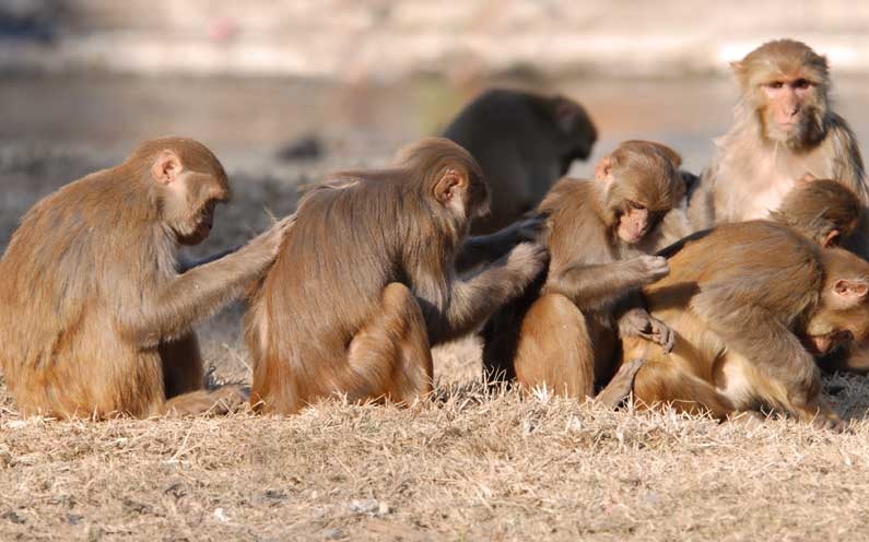 Inyección antiedad aumenta los recuerdos en monos