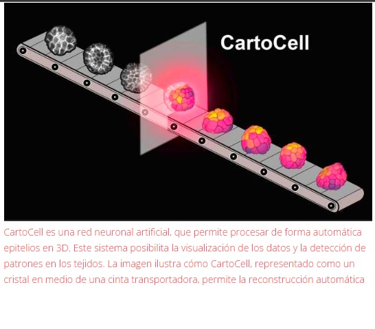 Sistema de código abierto que detecta patrones ocultos en tejidos celulares