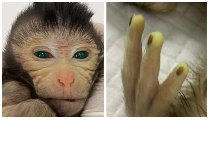 Crean mono modificado genéticamente que brilla con color verde