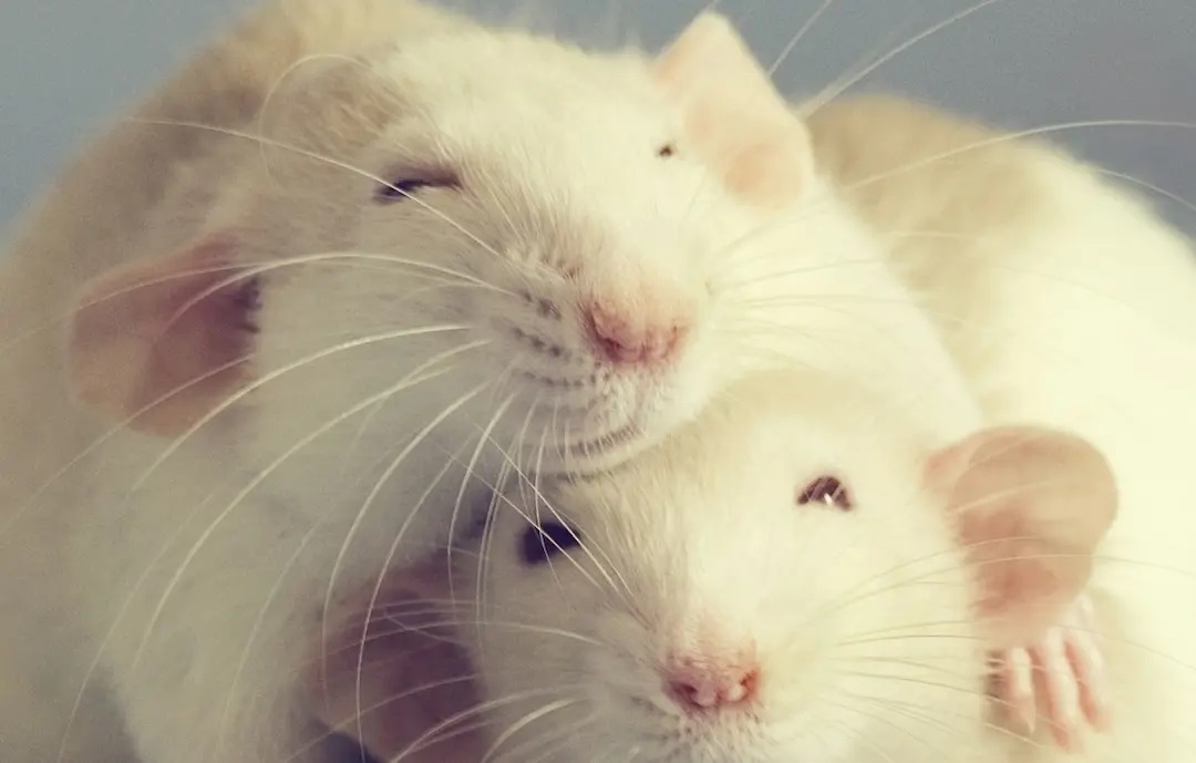Nuevo compuesto de sangre de cerdo reversa la edad biológica de las ratas