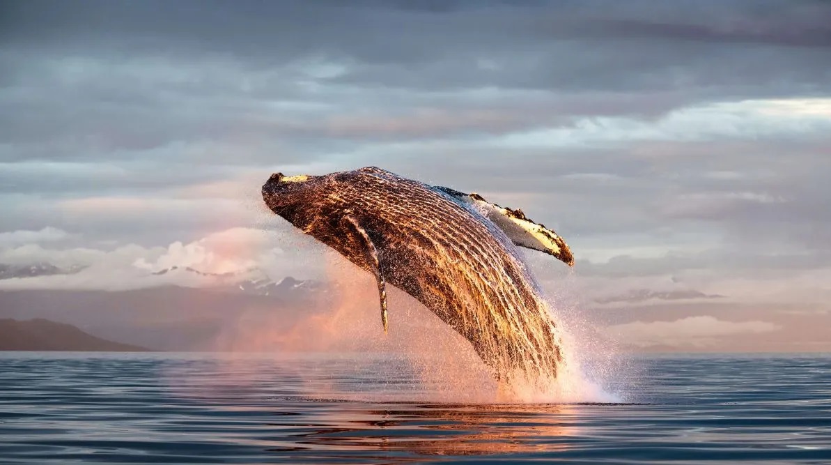 Científicos logran charlar 20 minutos con una ballena