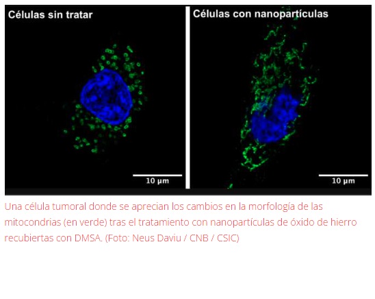 Nanopartículas de hierro contra células tumorales