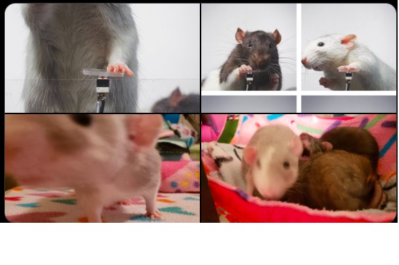 Enseñan a ratas a tomarse selfies