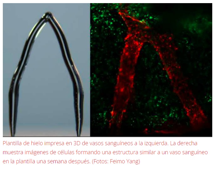 Crean vasos sanguíneos mediante impresión 3D de hielo