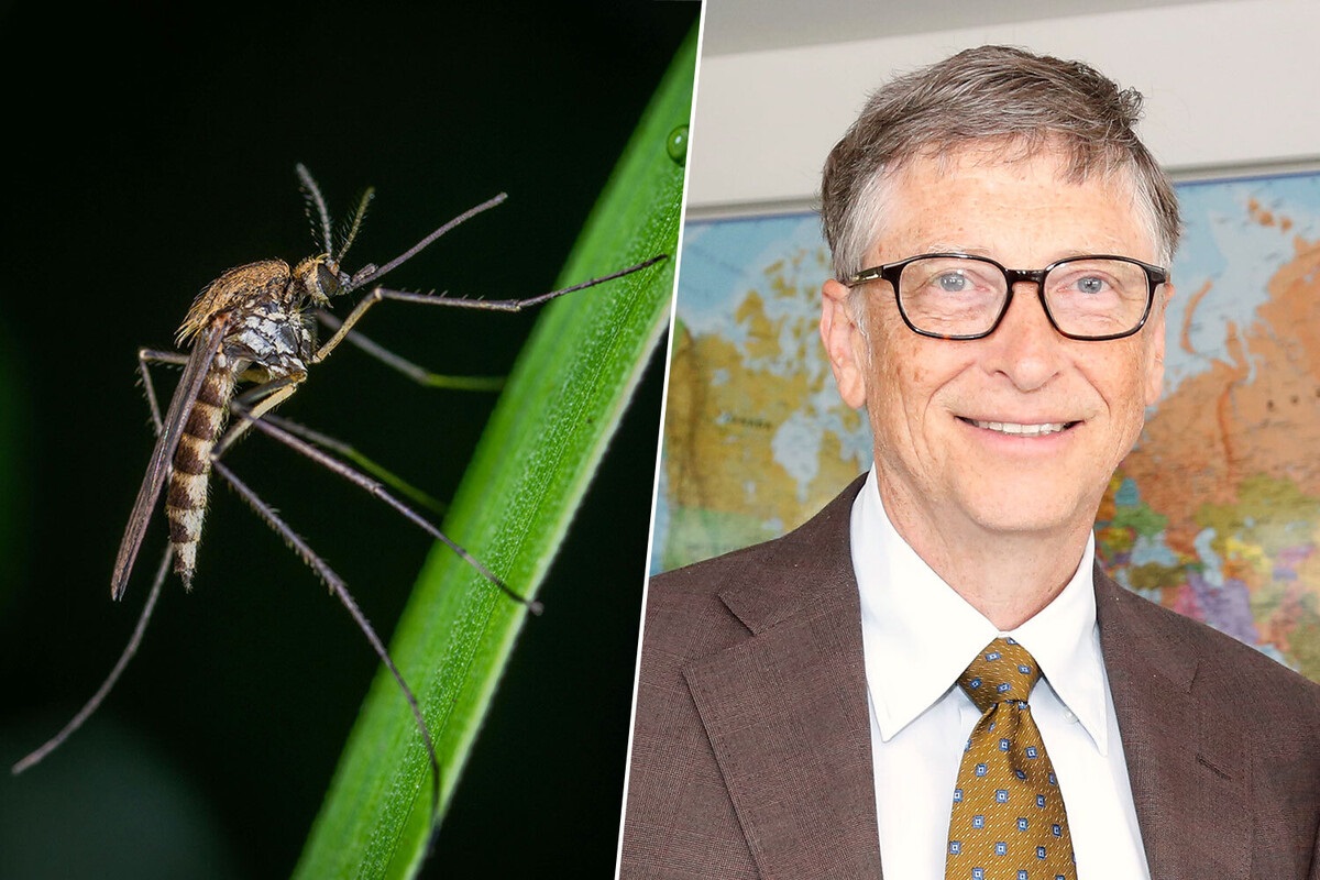 Bill Gates invierte en una fábrica en Colombia de mosquitos modificados para controlar epidemias