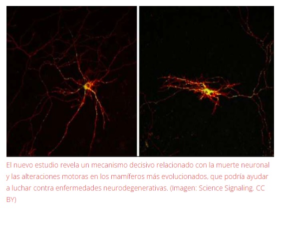 Descubren mecanismo molecular relacionado con la muerte de las neuronas