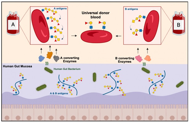 Enzimas de una bacteria intestinal ayudan a producir sangre universalmente compatible