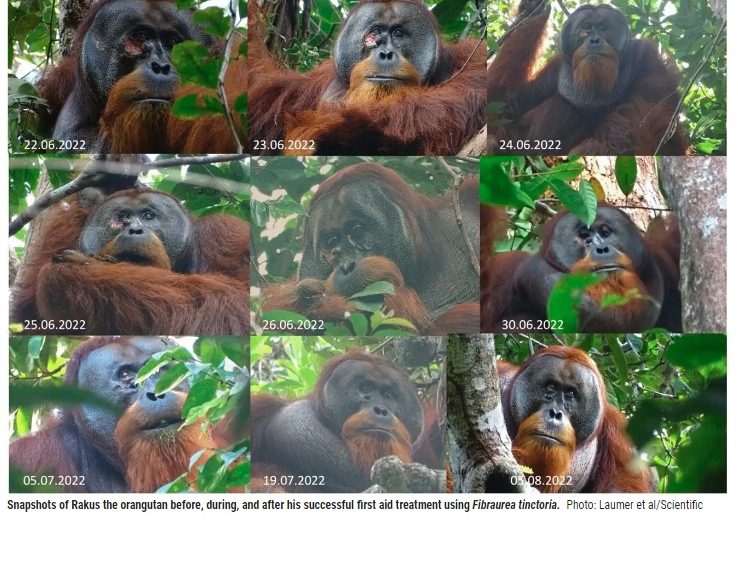 Observan por primera vez a orangután salvaje usar primeros auxilios en una herida