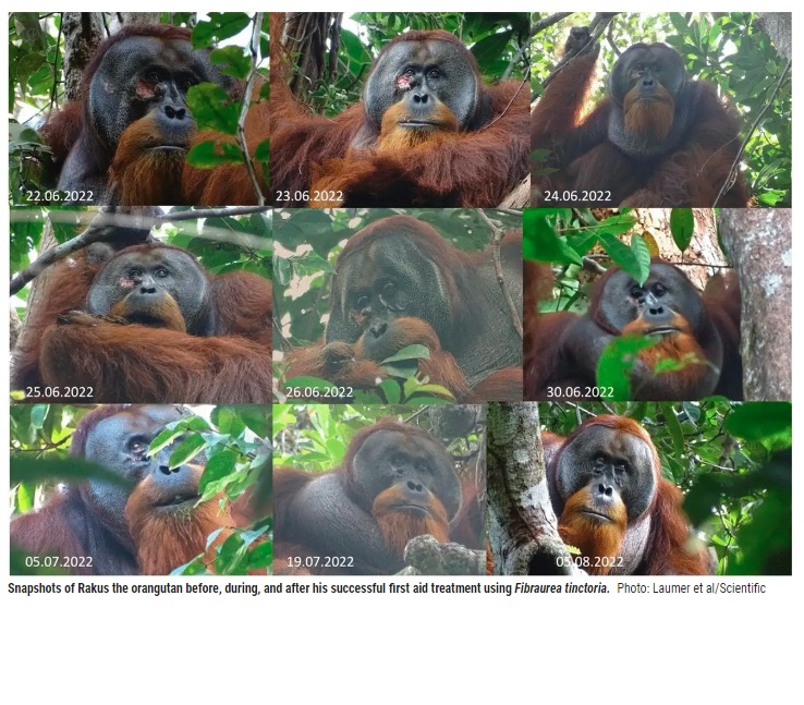 Observan por primera vez a orangután salvaje usar primeros auxilios en una herida