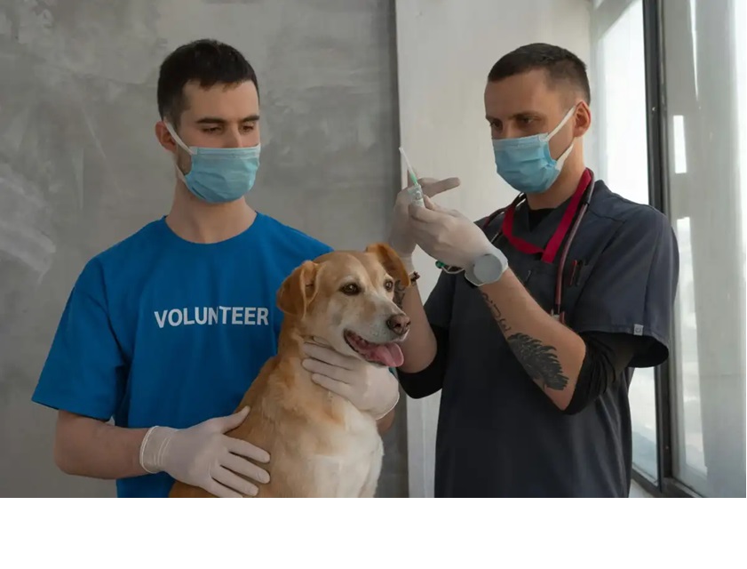 Crean vacuna para proteger del cáncer a perros y humanos